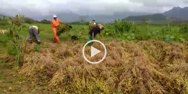 A colheita do feijão Carukango acontece no PDS Oswaldo de Oliveira: veja vídeo